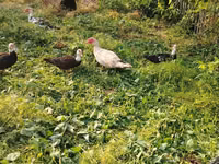 Turkeys — foto 2