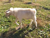 母山羊, Goats — 照片 2