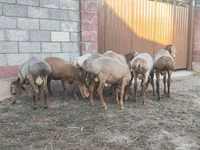 Carnero, Arashan sheep — foto 4