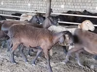 نعجة, Ordabasy sheep — الصورة 3
