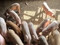 Eber, Schweine — Foto 5