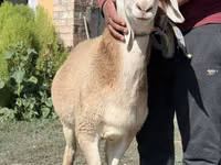 كبش, Arashan sheep — الصورة 2