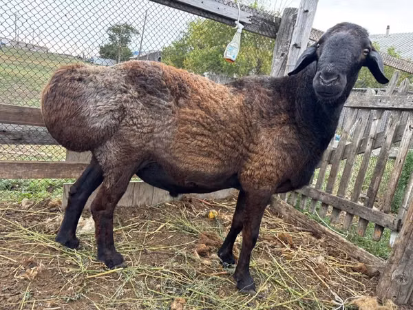 كبش, Hissar sheep — كازاخستان