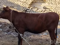 母牛, Cattle — 照片 1