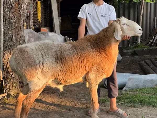 Carnero, Arashan sheep — Kirguistán