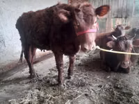 Rinder (Partie, Geschlecht nicht angegeben), Aberdeen-Angus — Foto 2
