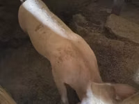 Säue, Schweine — Foto 1