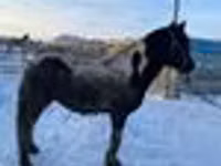 Hengst, Yakutian horse — Foto 6