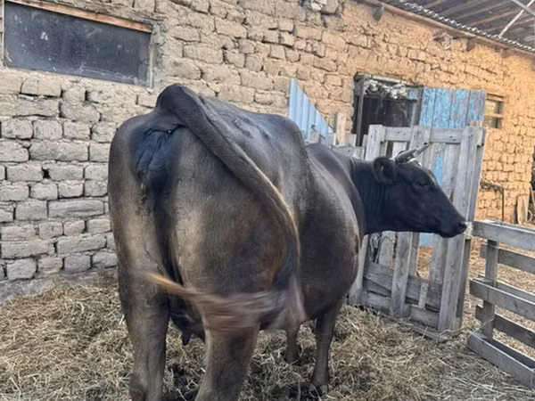 Kuh, Swiss cattle