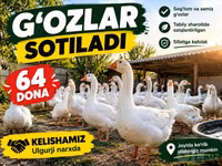 Geese — Foto 1