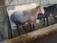 Qoʻchqor, Hissar sheep — 8-rasm