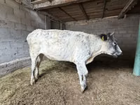 Kuh, Swiss cattle — Foto 7