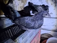 gallina danesa — foto 3
