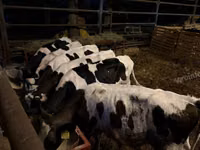 Toro, Raza Holstein — foto 3