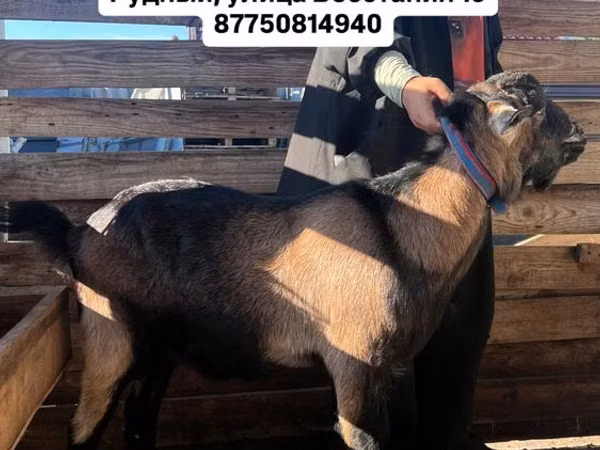 تيس, Nubian Goat