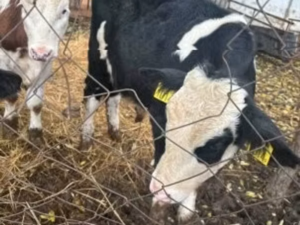 Bovinos (lote, sexo no especificado), Simmental cattle