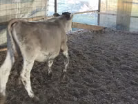 Bulle, Swiss cattle — Foto 2