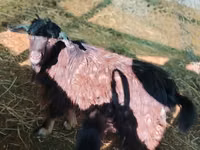 Ziegenbock, Ziegen — Foto 2