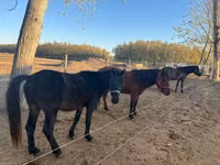 Caballo, Hucul pony — foto 5