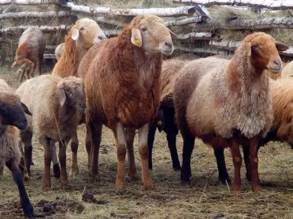 Widder, Edilbay sheep
