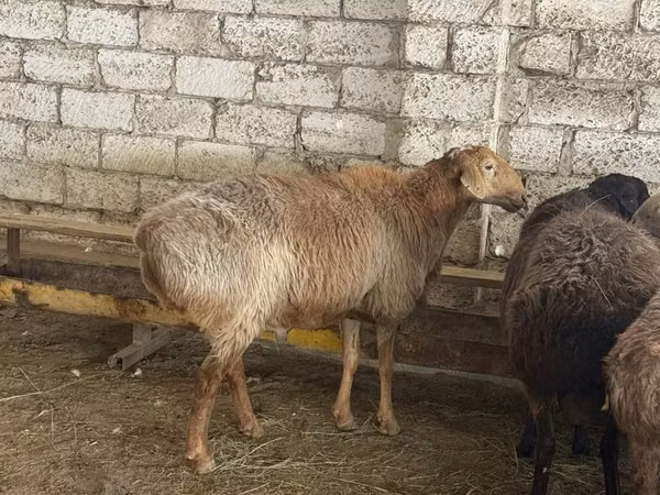 Widder, Edilbay sheep