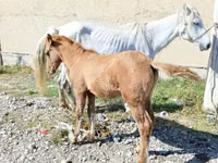 Stute, Horse breed — Foto 2