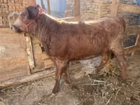 गाय, मवेशी — फ़ोटो 3