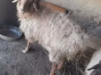 كبش, الأغنام — الصورة 2