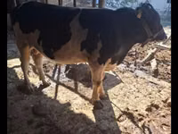 Bulle, Red Estonian cattle — Foto 4