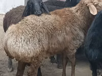 كبش, الأغنام — الصورة 1