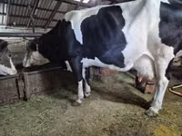 母牛, Russian Black pied cattle — 照片 4