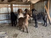 Schafe (Partie, Geschlecht nicht angegeben), Kazakh fat-tailed coarsewool sheep — Foto 2