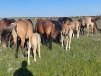 Caballo, Mugalzhar horse — foto 2