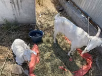 Cabra, Saanen goat — foto 8