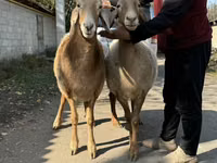 Schaf, Arashan sheep — Foto 6