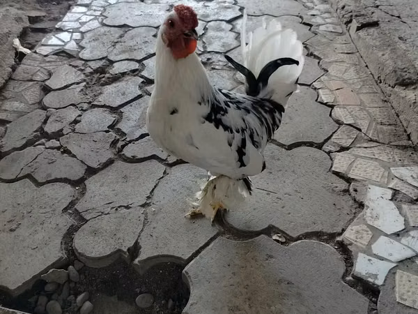 Chickens — Kirgisistan