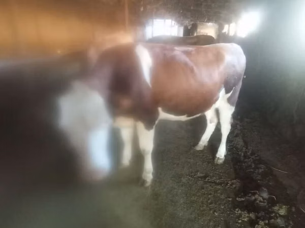 母牛, Simmental cattle — 吉尔吉斯斯坦