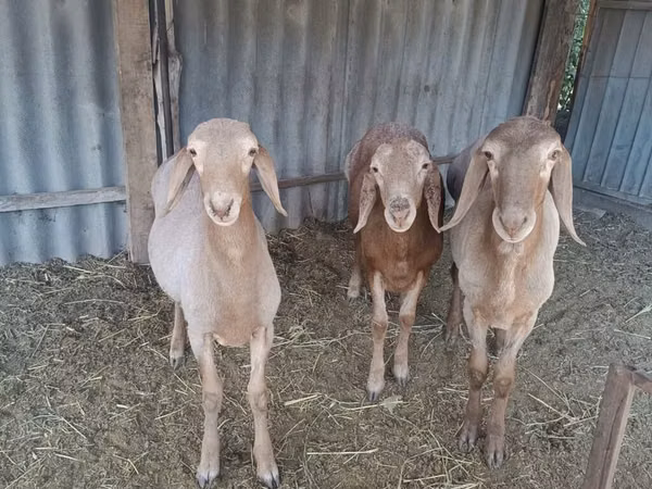 Widder, Arashan sheep