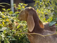 Widder, Arashan sheep — Foto 2