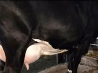 Vaca, Raza Holstein — foto 4