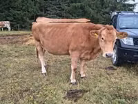 母牛, Simmental cattle — 照片 5