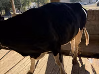 Kuh, Russian Black pied cattle — Foto 3