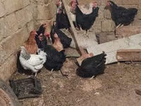 Chickens — 2-rasm