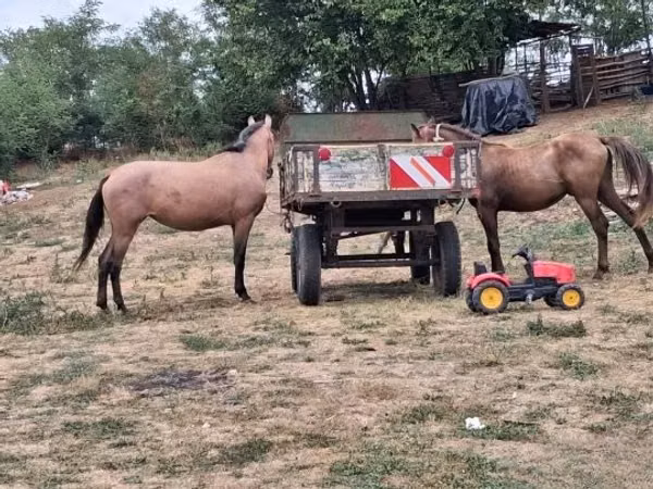 Horse (M), Horses
