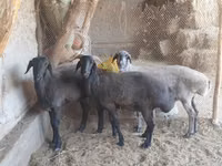 Ram, Sheep — photo 3