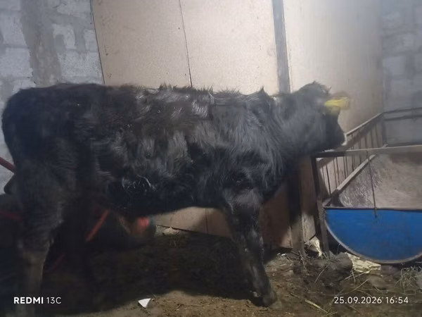 公牛, Aberdeen-Angus — 吉尔吉斯斯坦