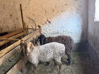 Sheep, Sheep — photo 2