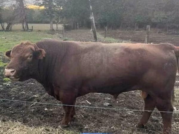 Bulle, Aberdeen-Angus