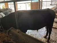 Rinder (Partie, Geschlecht nicht angegeben), Aberdeen-Angus — Foto 3