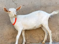 Ziege, Saanen goat — Foto 1